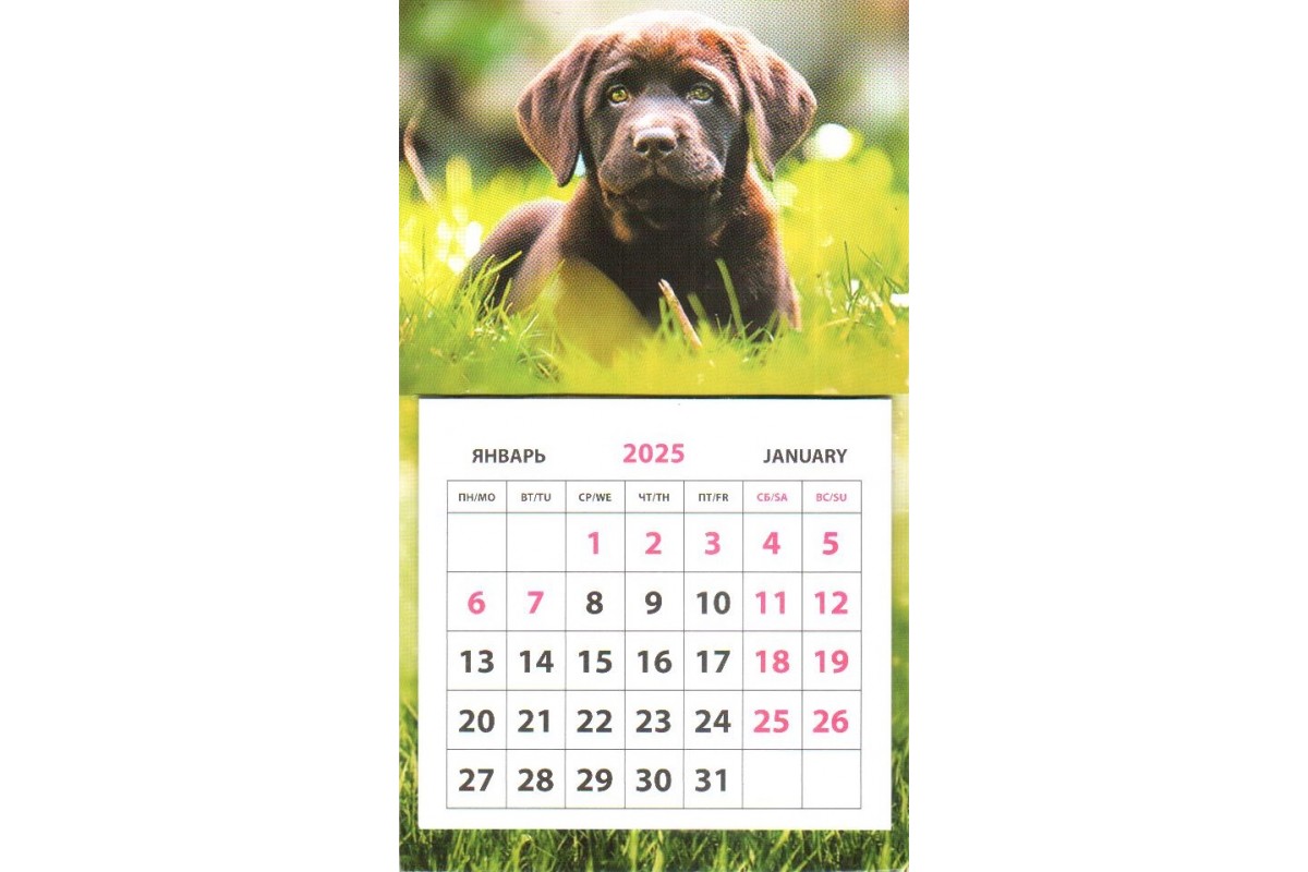 Календарь на магните - Лабрадор