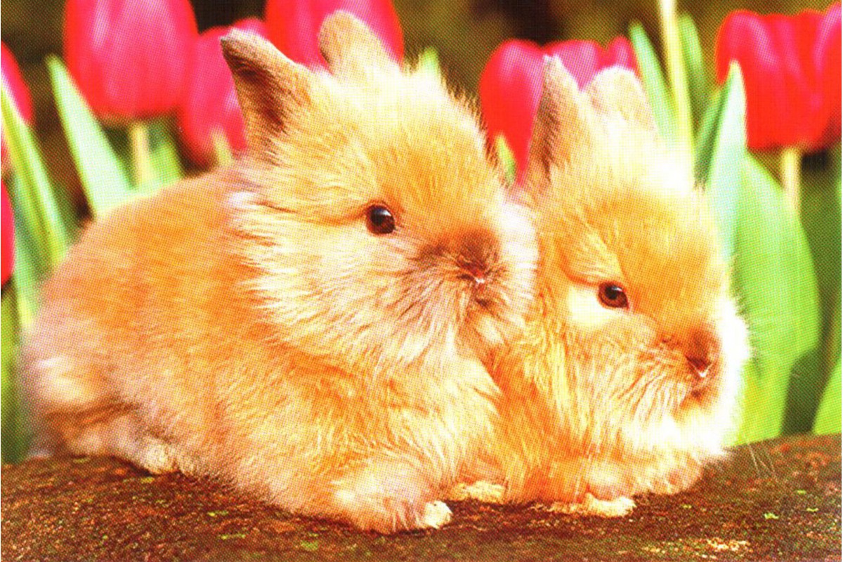 Два кролика. Тюльпаны - календарь малый с символом года