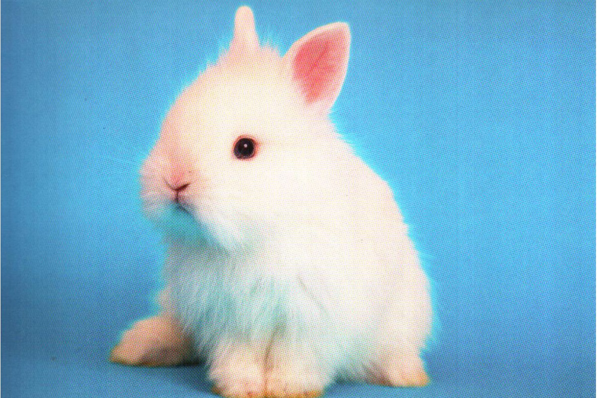 Белый кролик на голубом фоне - календарь малый с символом года