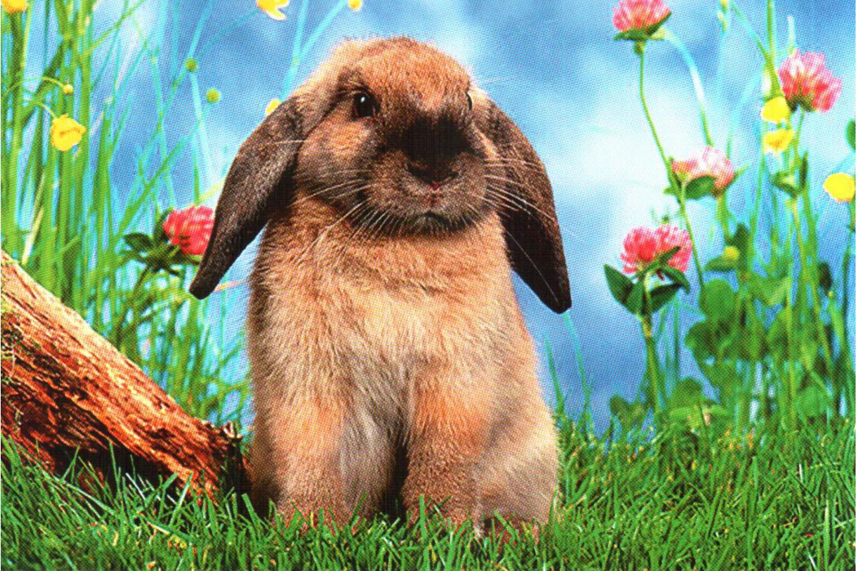 Вислоухий кролик - календарь малый с символом года