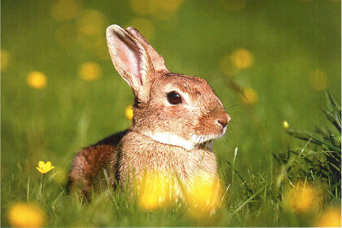 Кролик в траве - календарь малый с символом года