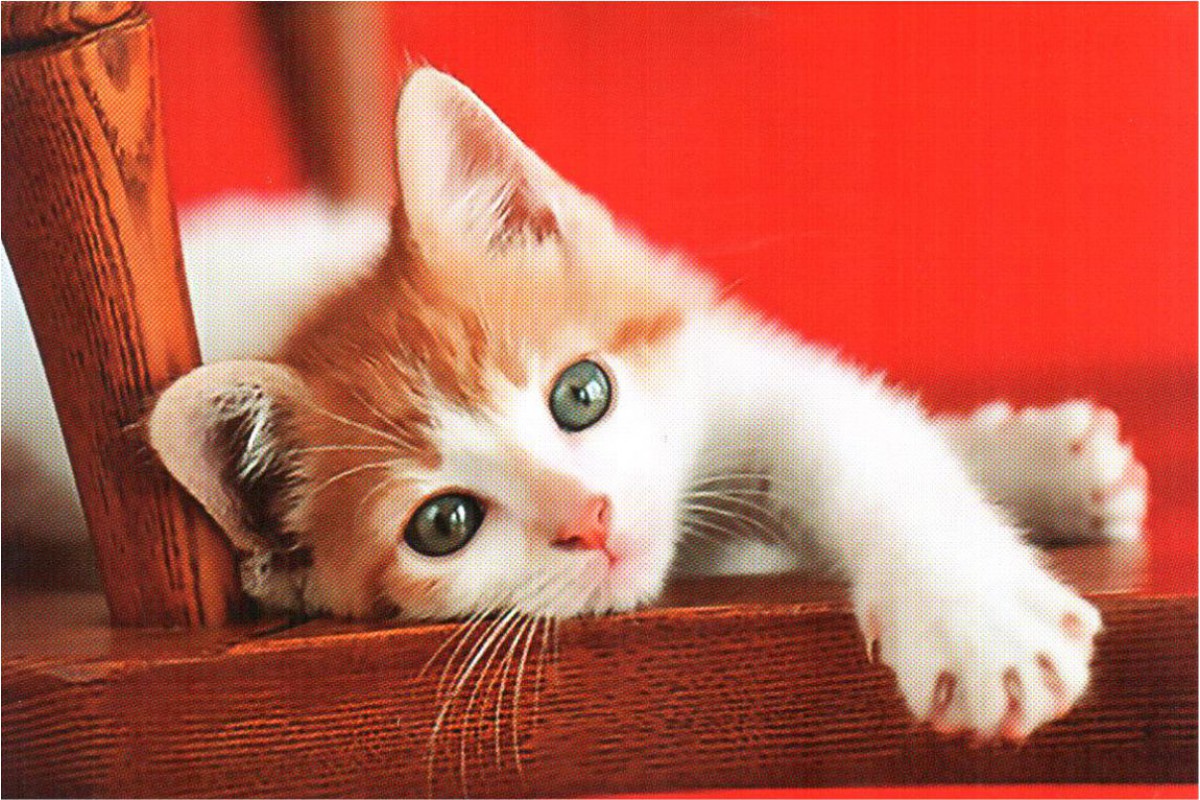 Календарь малый "Рыжий котенок на стуле"