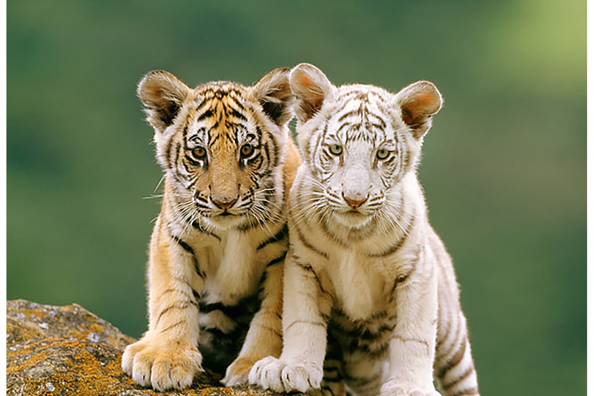 Два тигренка - календарь малый с символом года