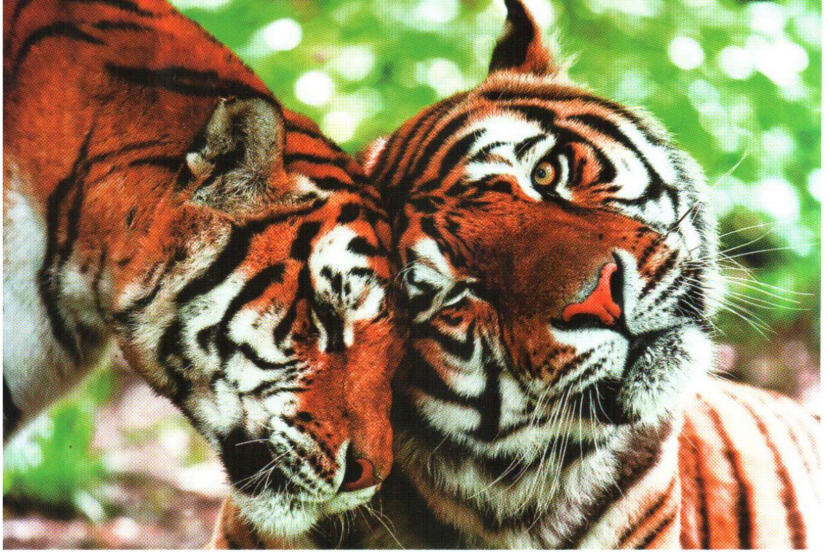 Два тигра. Любовь - Календарь мини-трио с Символом года