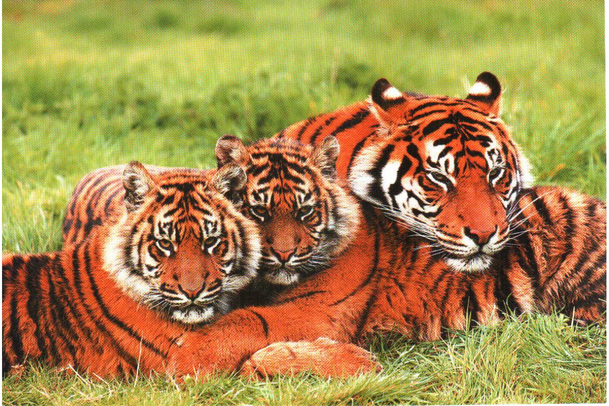 Тигриная семейка - Календарь мини-трио с Символом года