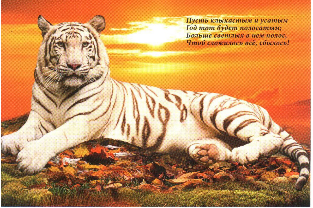 Тигр на закате - календарь трио с символом года