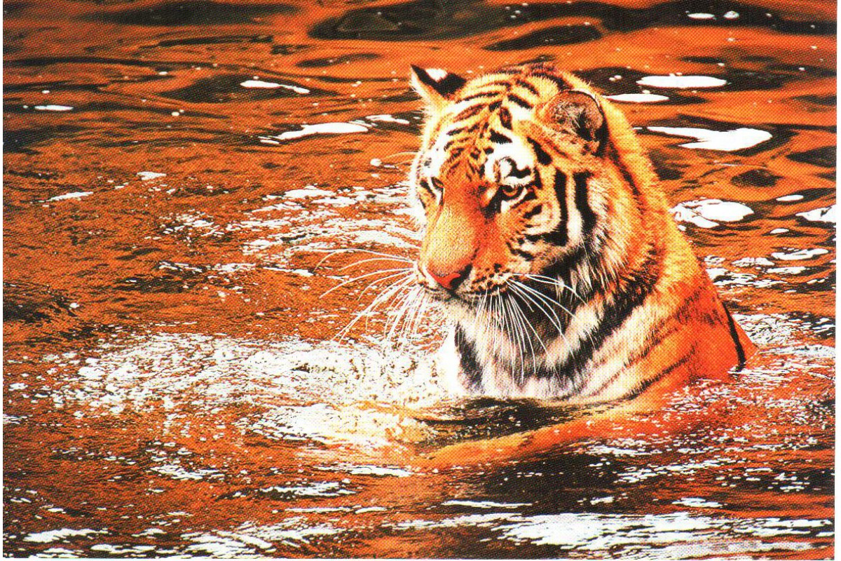 Тигр в воде - календарь трио с символом года