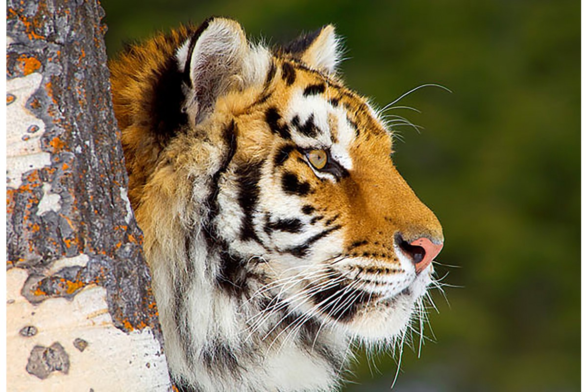 Тигр - календарь малый с символом года 