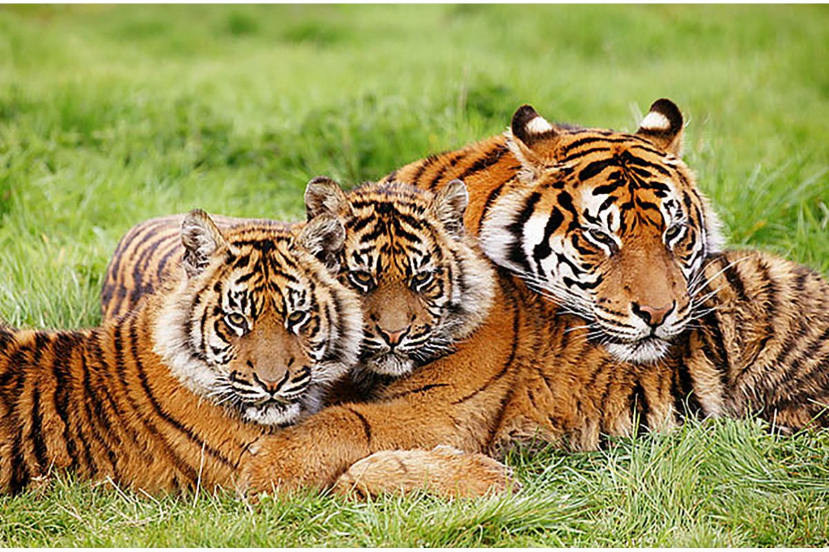Тигр и тигрята - календарь малый с символом года