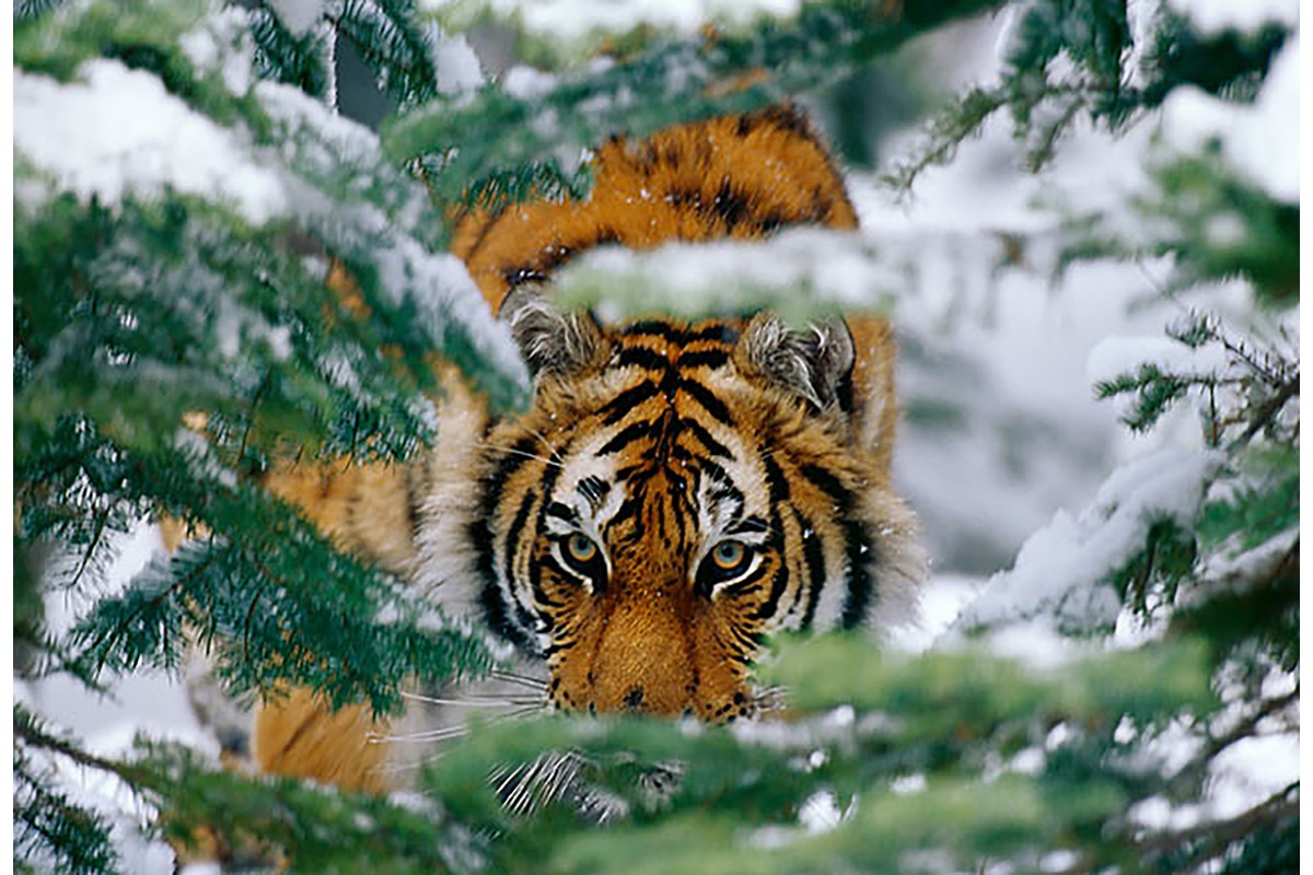 Тигр на охоте - календарь малый с символом года