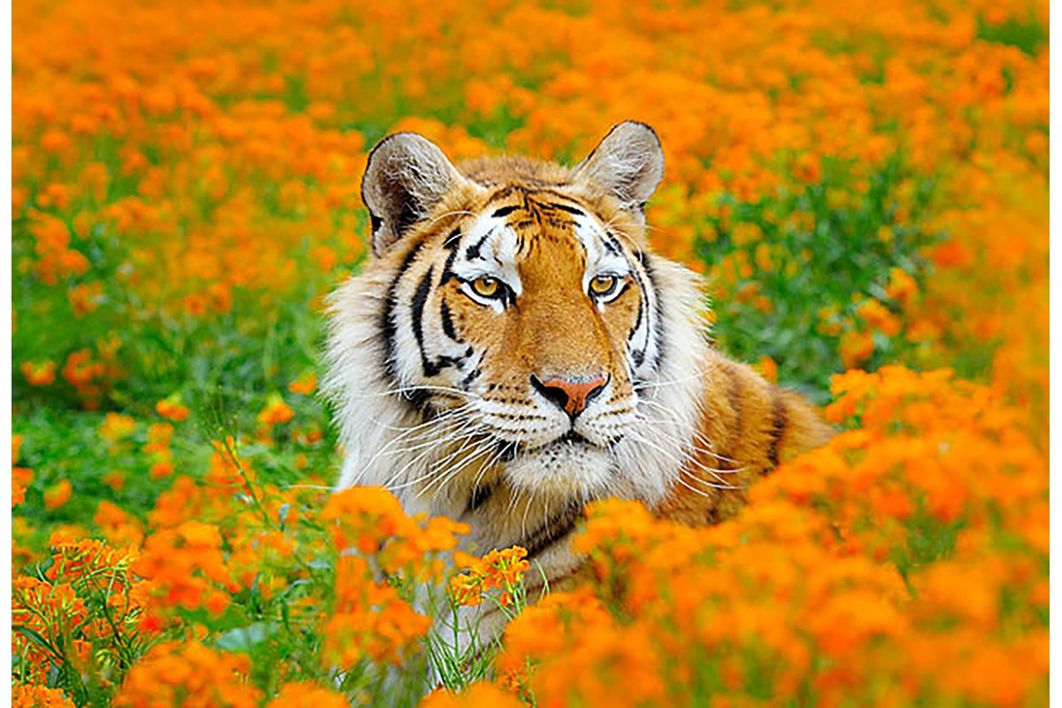 Тигр на поляне - календарь малый с символом года