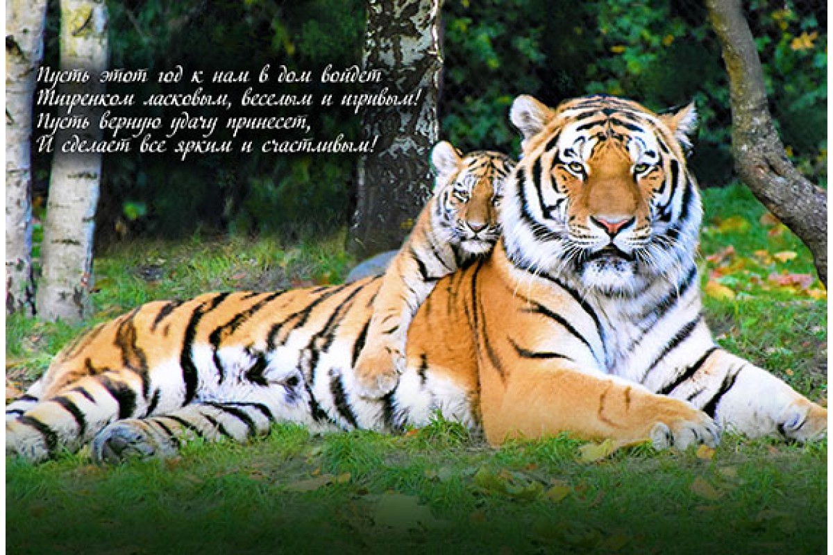 Тигр с тигренком - Календарь мини-трио с Символом года