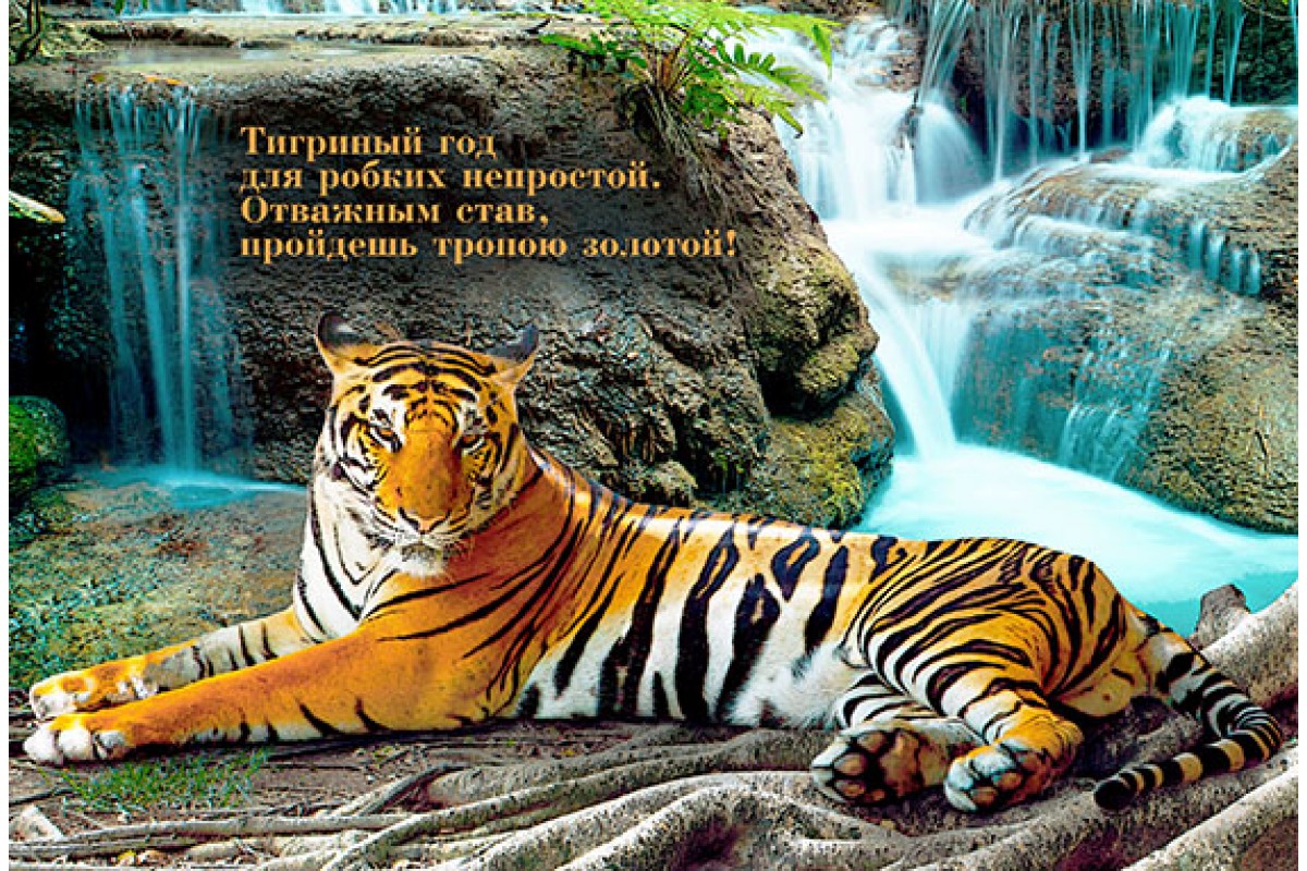 Тигр  у водопада - календарь малый с символом года