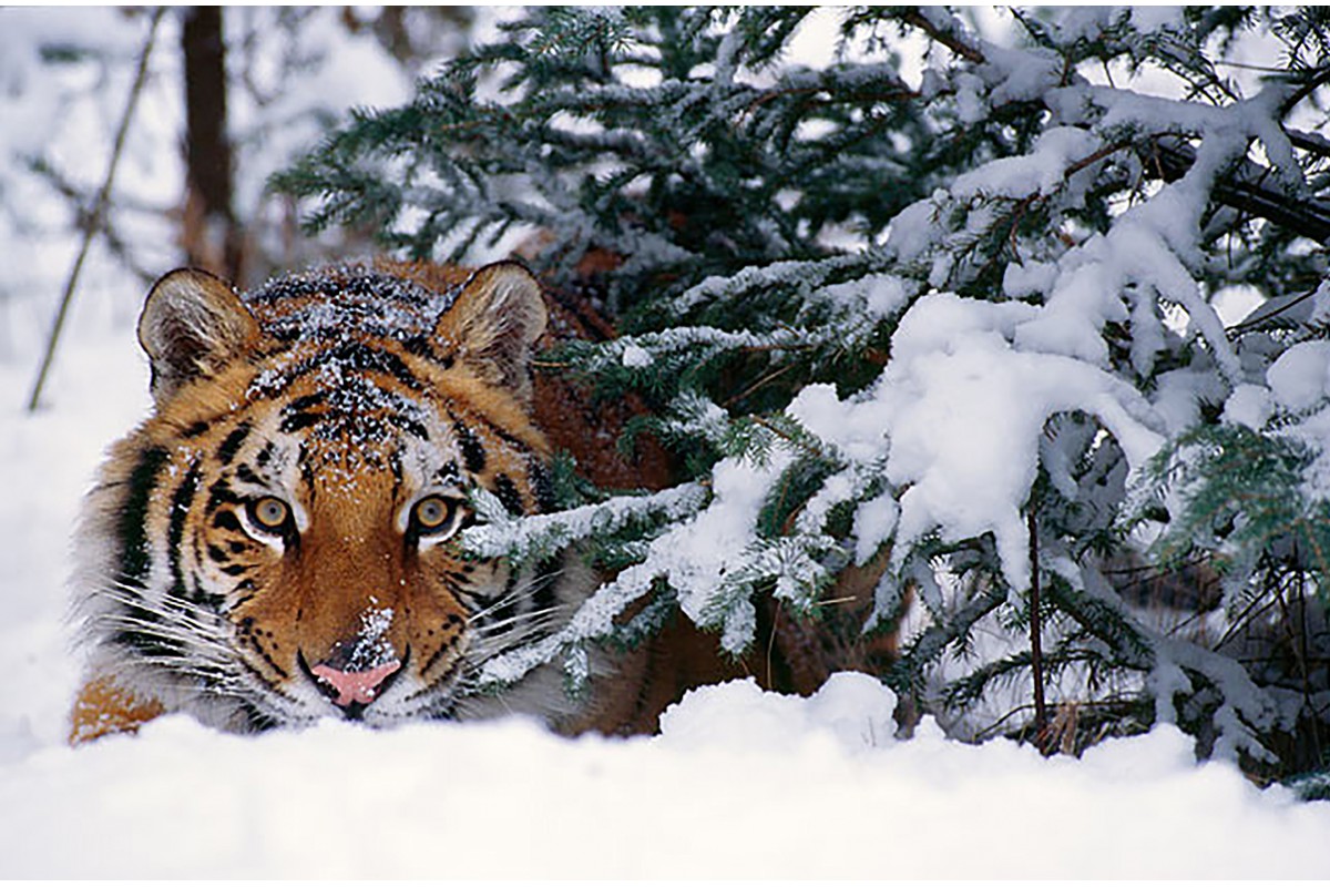 Тигр в зимнем лесу - календарь малый с символом года