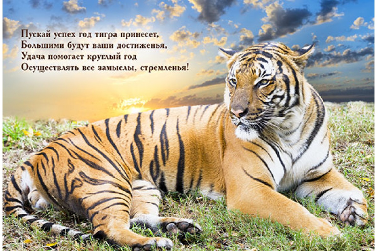 Тигр и заказ - календарь малый с символом года
