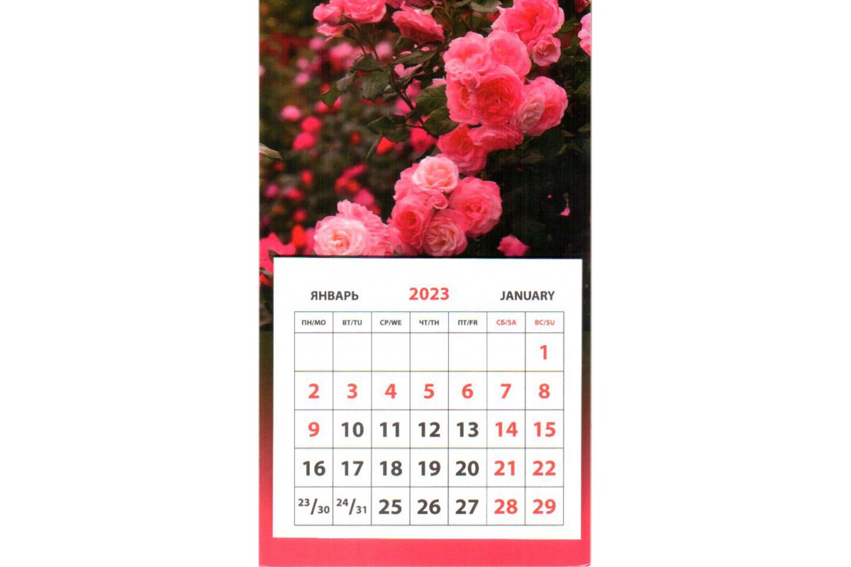Календарь на магните - Плетистая роза