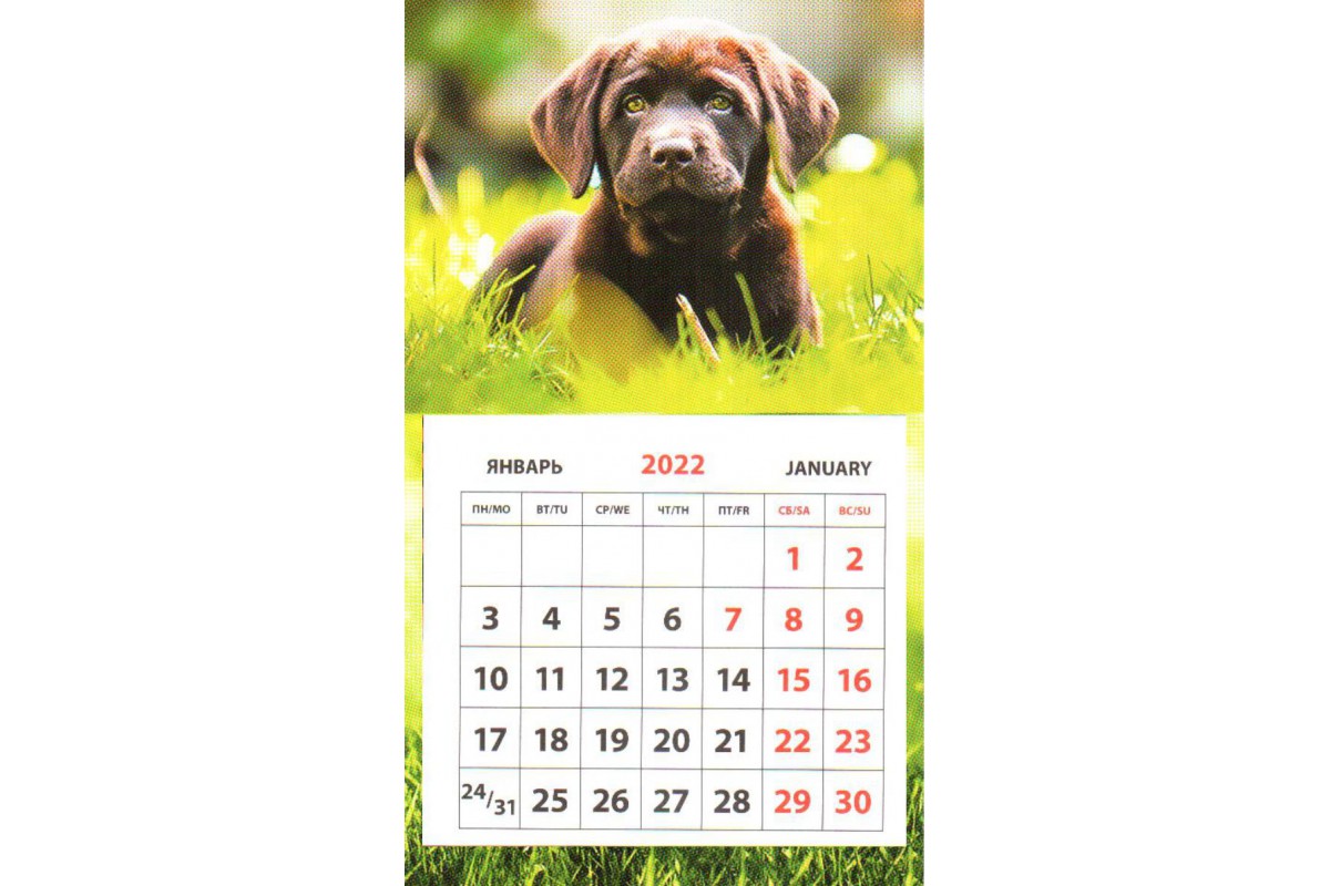 Календарь на магните - Лабрадор