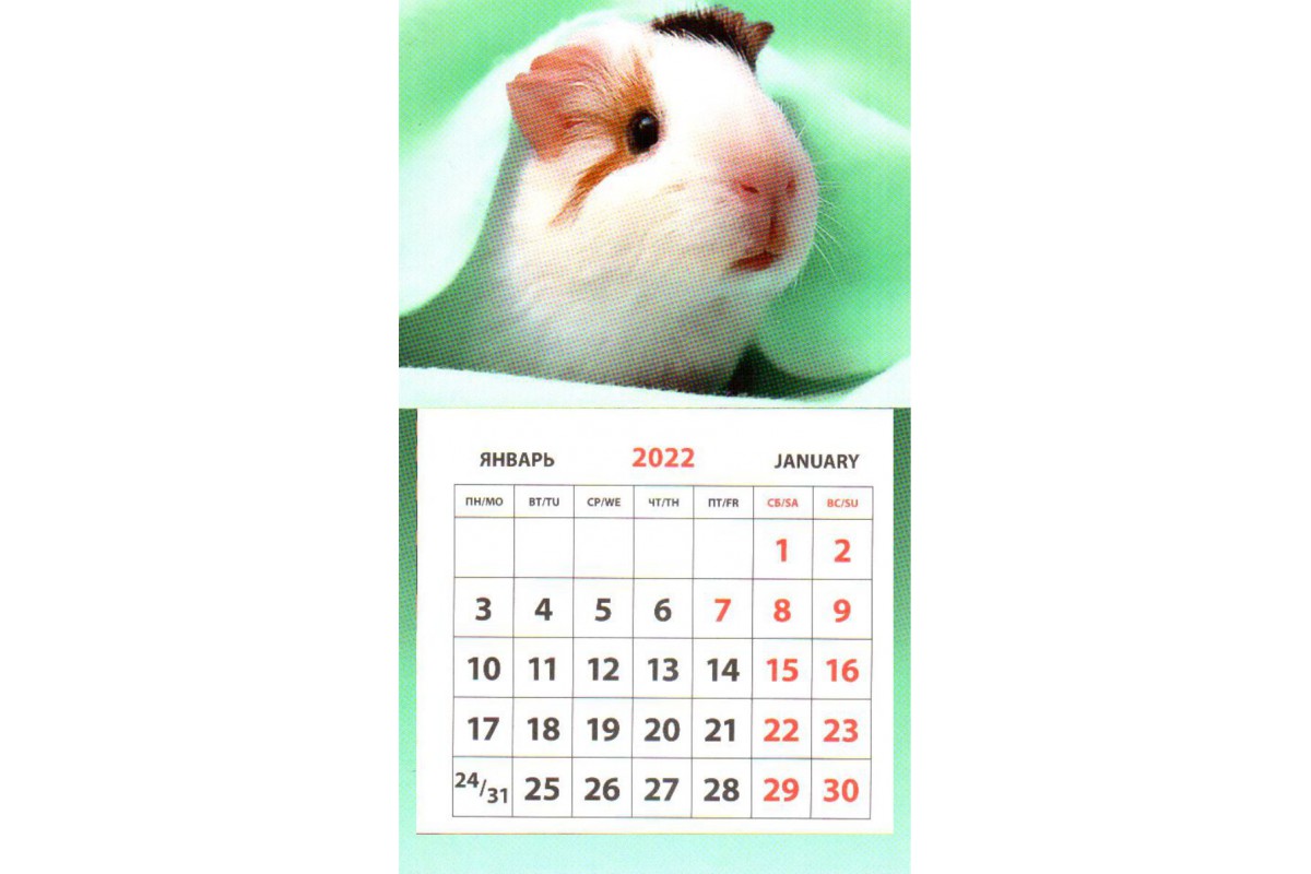 Календарь на магните - Морская свинка под одеялом