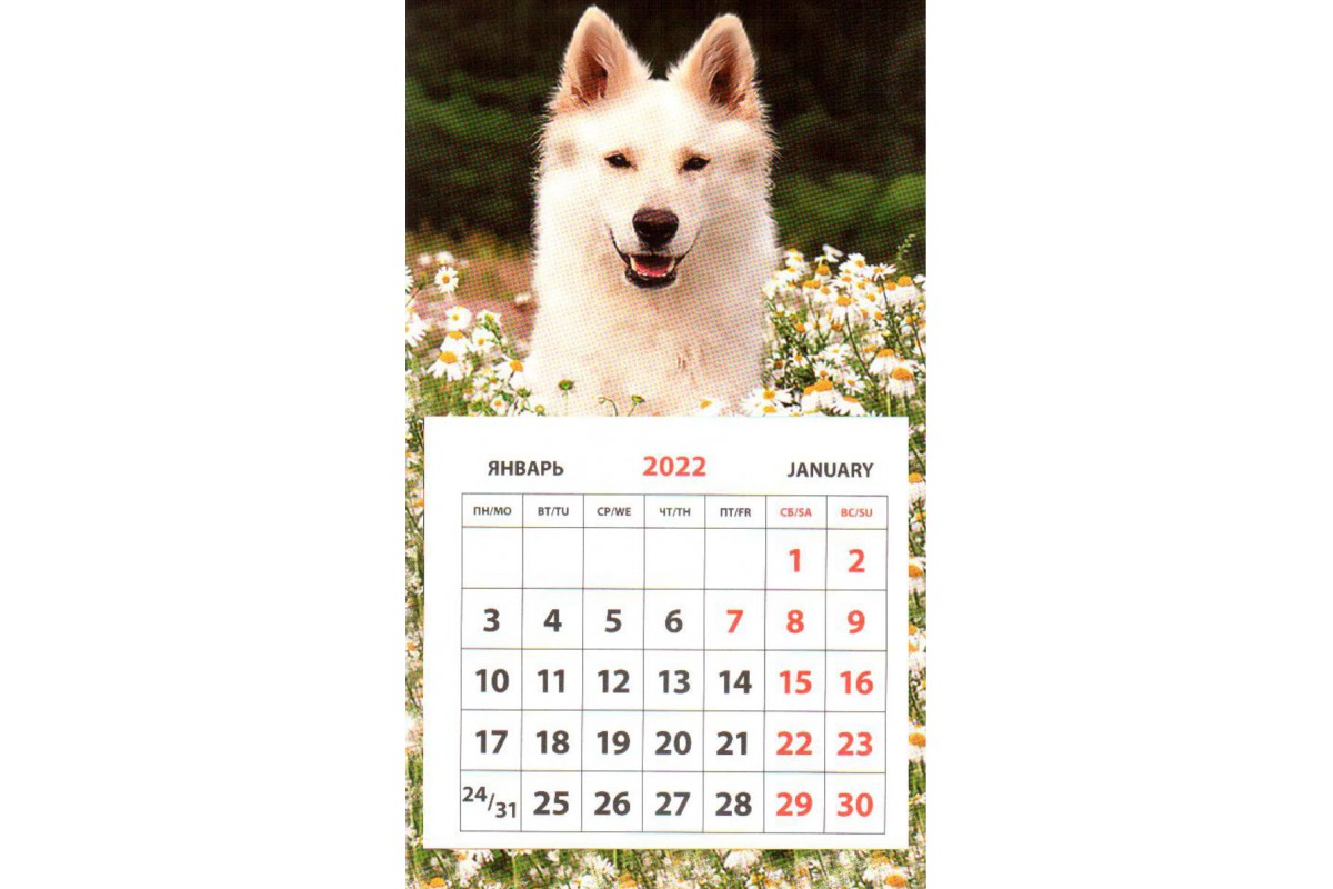 Календарь на магните - Швейцарская овчарка
