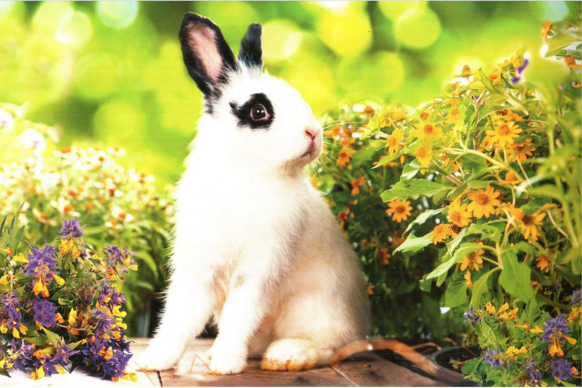 Белый кролик - календарь трио с символом года