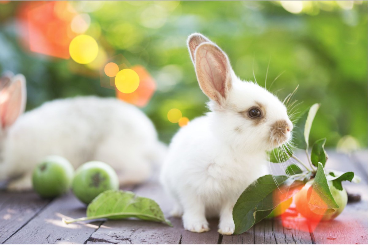Белый кролик с яблоками - календарь трио с символом года