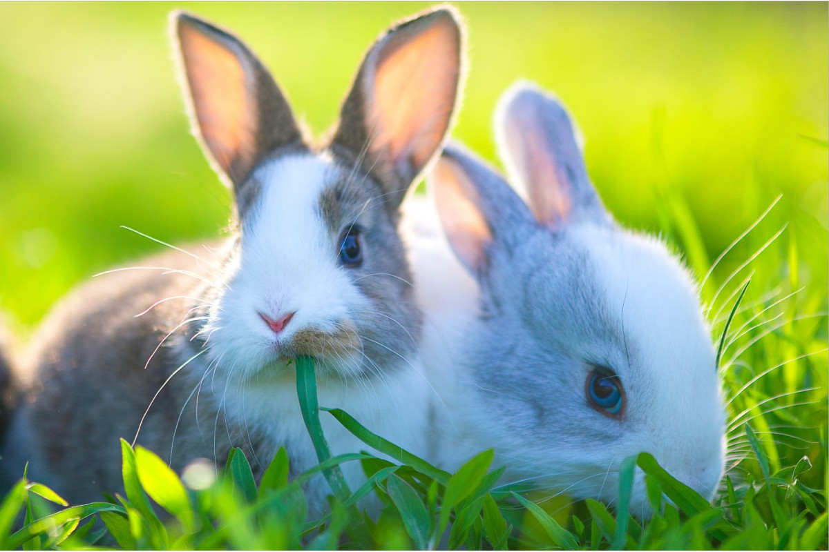 Два кролика на траве - календарь трио с символом года