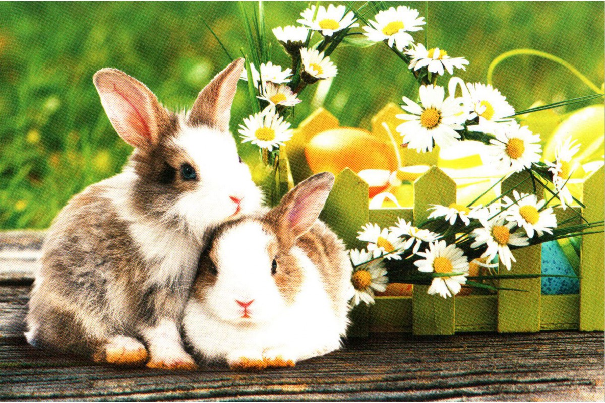 Два кролика с ромашками - календарь трио с символом года