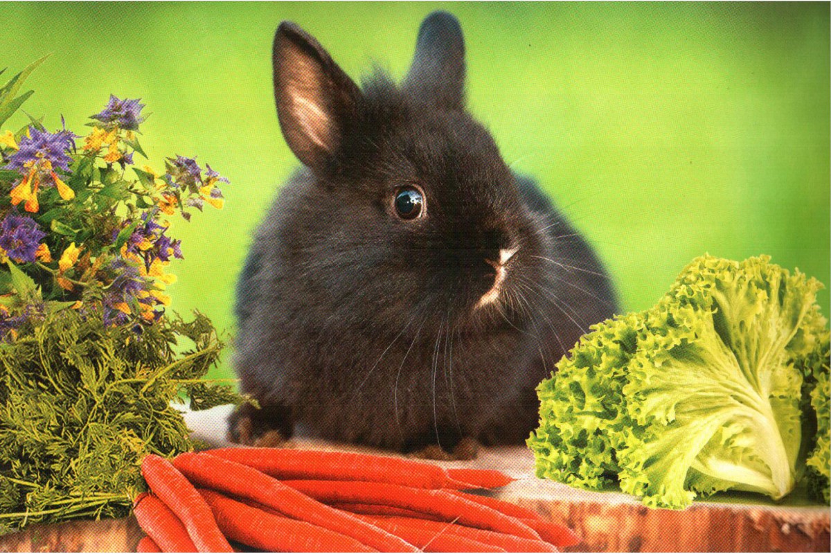 Кролик на зеленом фоне - календарь трио с символом года